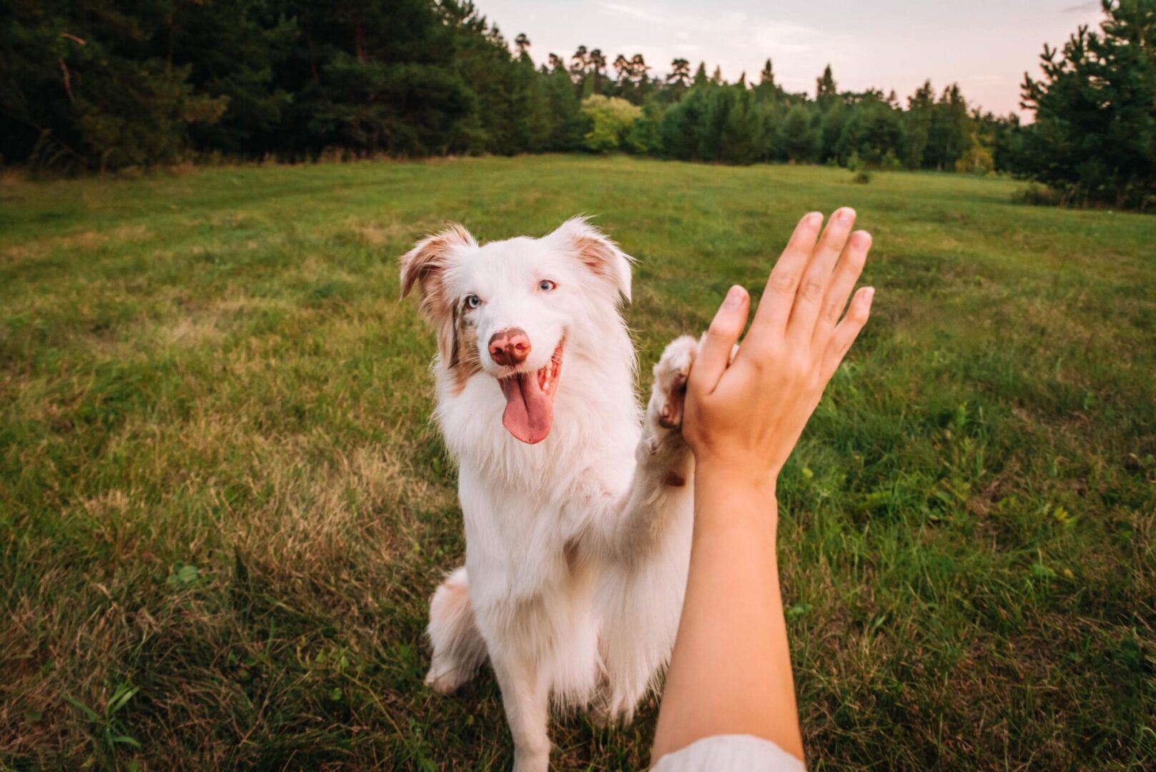 A white and tan dog sits on grass, raising its paw to touch a person's hand for a high five, with trees in the background.