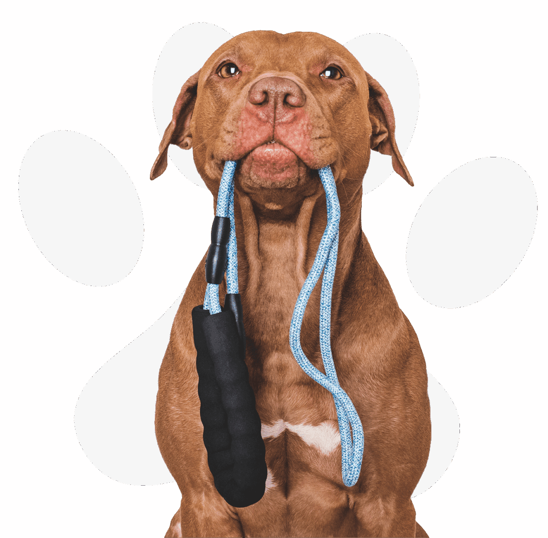 Brown dog sitting upright with a blue and black leash held in its mouth, against a pale background with faint paw print shapes.