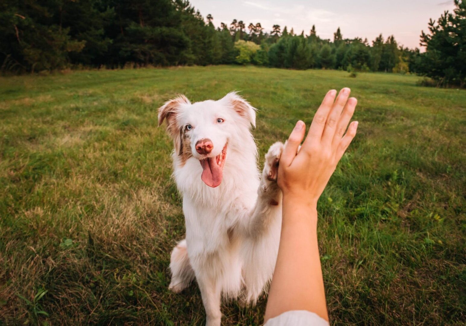 A white and tan dog sits on grass, raising its paw to touch a person's hand for a high five, with trees in the background.
